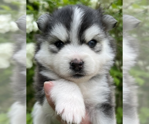 Medium Photo #15 Pomsky Puppy For Sale in BAXTER, TN, USA