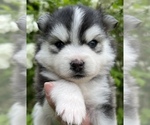 Small Photo #15 Pomsky Puppy For Sale in BAXTER, TN, USA