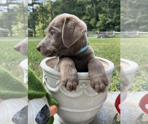 Labrador Retriever Puppy for sale in NEOLA, WV, USA