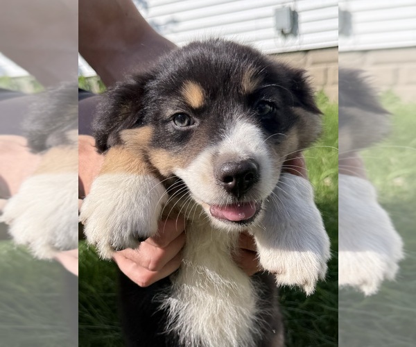 Medium Photo #12 Australian Shepherd Puppy For Sale in CHESTERFIELD TOWNSHIP, MI, USA