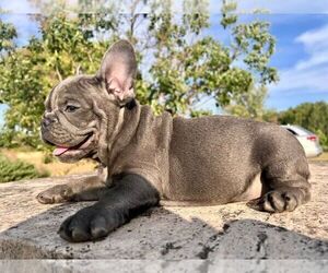 French Bulldog Puppy for sale in BROOKLYN, NY, USA