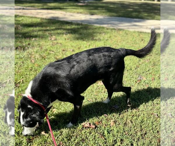 Medium Photo #3 Labrador Retriever-Unknown Mix Puppy For Sale in Yardley, PA, USA