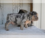 Small #1 French Bulldog