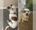 Small Chihuahua Mix