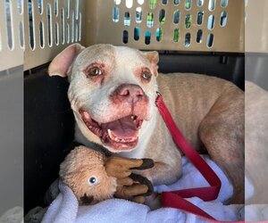 Bulldog-Staffordshire Bull Terrier Mix Dogs for adoption in Austin, TX, USA