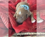 Small #1 Goldendoodle (Miniature)