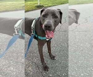 Thor - Male Mutt Dog for Adoption - Photo #7