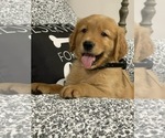 Puppy Ace Golden Retriever