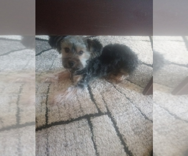 Medium Photo #1 Morkie Puppy For Sale in HINCKLEY, MN, USA