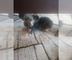 Small Photo #1 Morkie Puppy For Sale in HINCKLEY, MN, USA