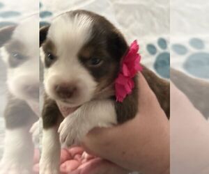 Australian Shepherd Puppy for sale in WEBSTER, FL, USA