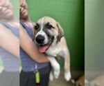 Small #1 Great Pyrenees Mix
