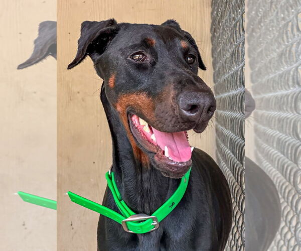 Medium Photo #1 Doberman Pinscher Puppy For Sale in Devine, TX, USA
