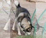 Small Photo #8 Siberian Husky Puppy For Sale in Cedar Crest, NM, USA