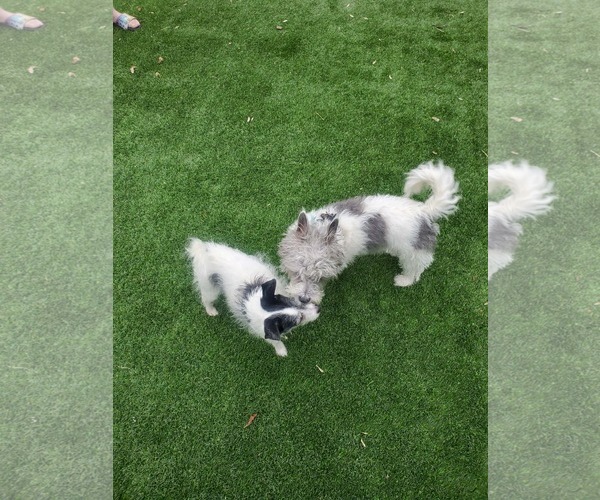 Medium Photo #10 Rat Terrier-Unknown Mix Puppy For Sale in Sandy, UT, USA