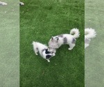 Small #9 Rat Terrier Mix