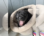 Image preview for Ad Listing. Nickname: Dolley Madison