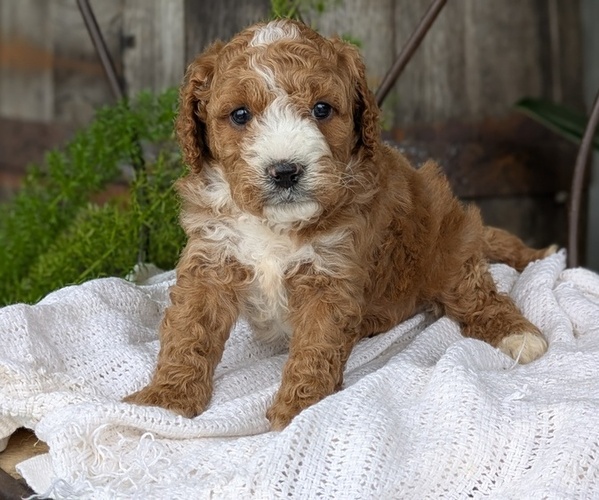 Medium Photo #50 Cavapoo Puppy For Sale in GOSHEN, IN, USA