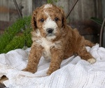 Small Photo #50 Cavapoo Puppy For Sale in GOSHEN, IN, USA