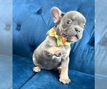 Small #5 French Bulldog