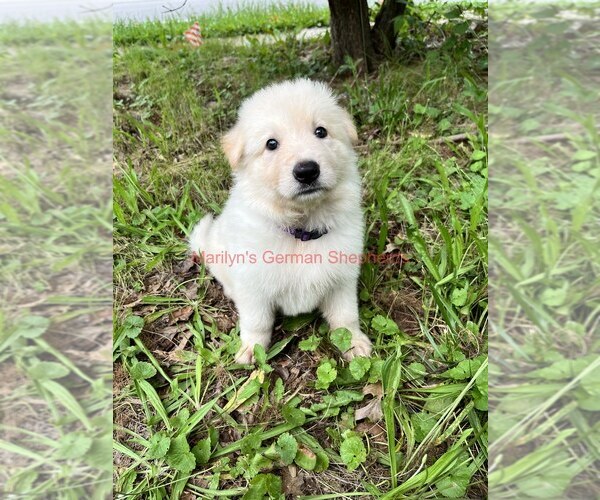 Medium Photo #10 German Shepherd Dog Puppy For Sale in PIEDMONT, MO, USA