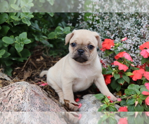 Jug Puppy for sale in SHILOH, OH, USA