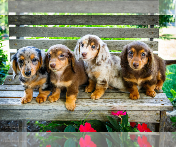 Medium Photo #1 Dachshund Puppy For Sale in WAKARUSA, IN, USA