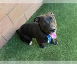 Small American Pit Bull Terrier-Labrador Retriever Mix