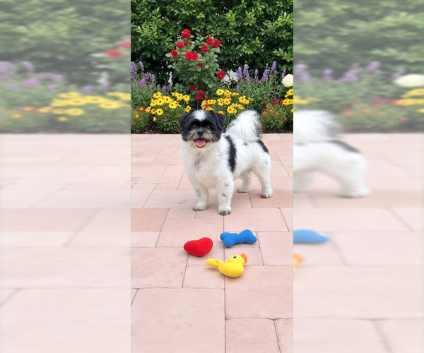 Medium Photo #2 Shih Tzu Puppy For Sale in Weston, FL, USA