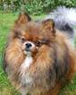 Small Photo #1 Pomeranian Puppy For Sale in EVERETT, WA, USA
