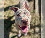 Small American Pit Bull Terrier Mix