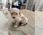 Small Photo #33 Poodle (Miniature) Puppy For Sale in EAST AMHERST, NY, USA