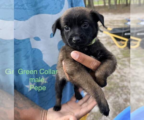 Medium Photo #4 Mutt Puppy For Sale in Imlay City, MI, USA