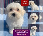 Image preview for Ad Listing. Nickname: Missy