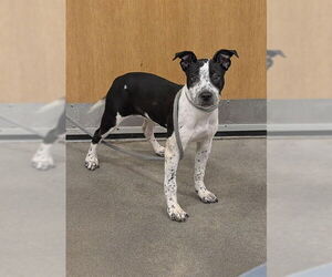 American Pit Bull Terrier-Unknown Mix Dogs for adoption in Forestville, MD, USA