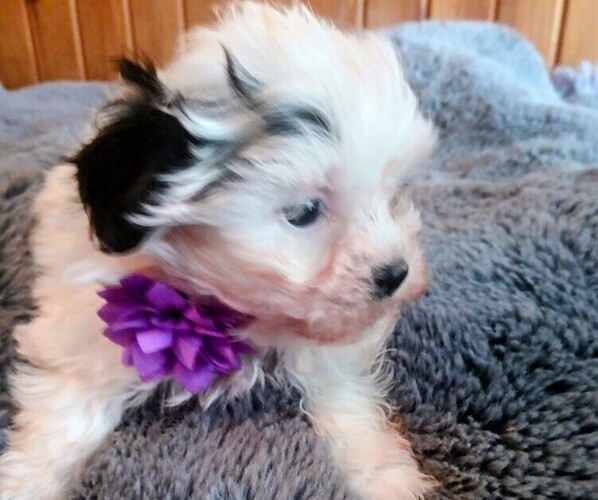 Medium Photo #4 Mal-Shi Puppy For Sale in WOBURN, MA, USA