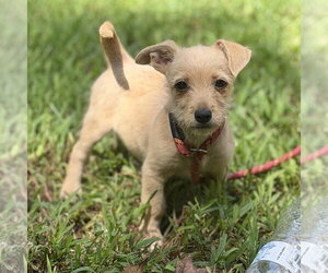 Chihuahua Dogs for adoption in Yardley, PA, USA