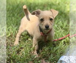 Small Chihuahua