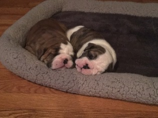 English Bulldog Puppy for sale in WHITEHOUSE STATION, NJ, USA