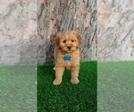 Small #1 Goldendoodle (Miniature)