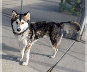 Siberian Husky Dogs for adoption in Denver, CO, USA