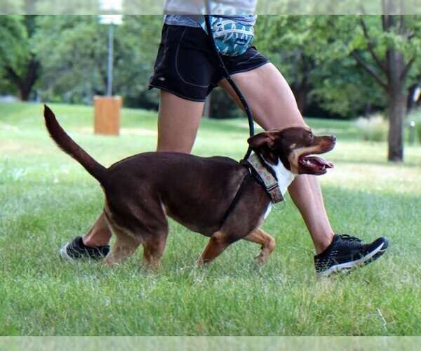Medium Photo #3 Rottweiler-American Pit Bull Terrier Puppy For Sale in Kansas City, MO, USA