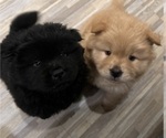 Small Photo #1 Chow Chow Puppy For Sale in CICERO, IL, USA