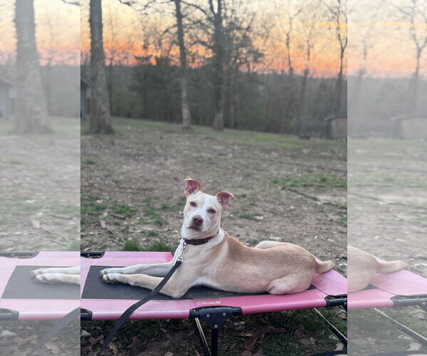 Medium Photo #6 Carolina Dog-Unknown Mix Puppy For Sale in Hillsboro, MO, USA