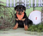 Small Photo #4 Rottweiler Puppy For Sale in FREDERICKSBG, OH, USA