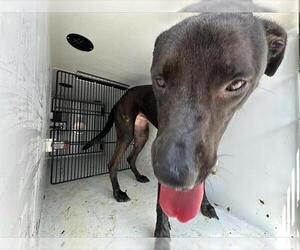 Labrador Retriever-Unknown Mix Dogs for adoption in Houston, TX, USA