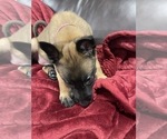 Small Photo #137 Belgian Malinois Puppy For Sale in REESEVILLE, WI, USA