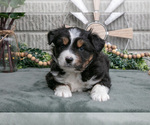 Small Photo #4 Miniature Australian Shepherd Puppy For Sale in BALTIC, OH, USA