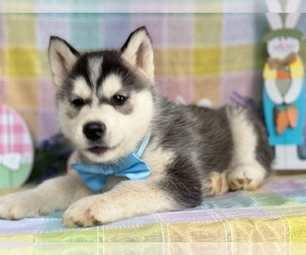 Medium Photo #3 Siberian Husky Puppy For Sale in LANCASTER, PA, USA