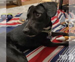 Small #4 Labrador Retriever Mix